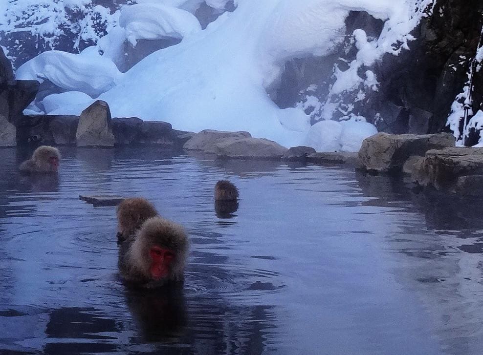 Jigokudani