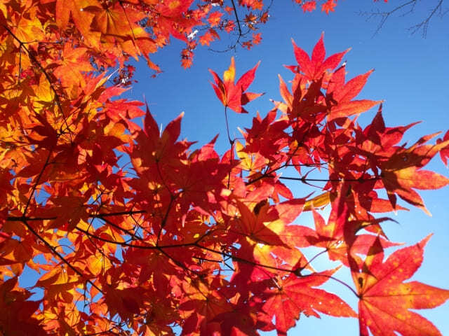 Shūbun no Hi: Japan’s Autumnal Equinox Day of Balance, Nature, and Ancestral Remembrance