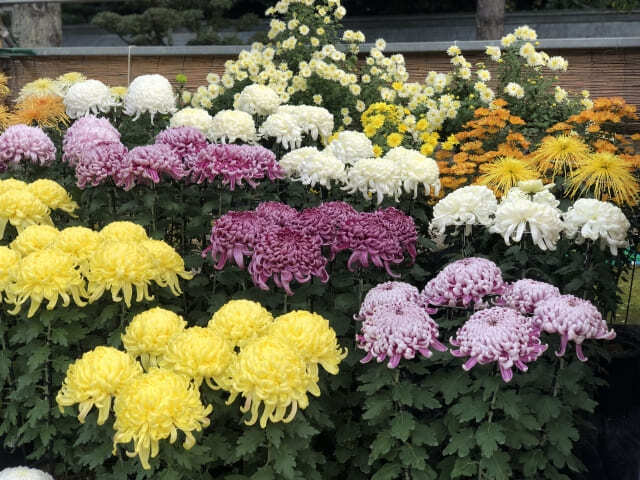 Chōyō no Sekku: Discover Japan’s Chrysanthemum Festival and Its Timeless Traditions