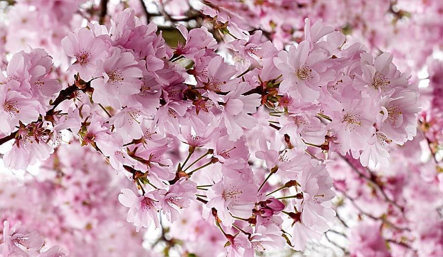 Seimei (清明): A Seasonal Marker of Clarity and Renewal